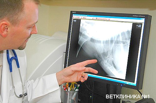 rentgenografiya-vetklinika-pirogovskii-mitishi